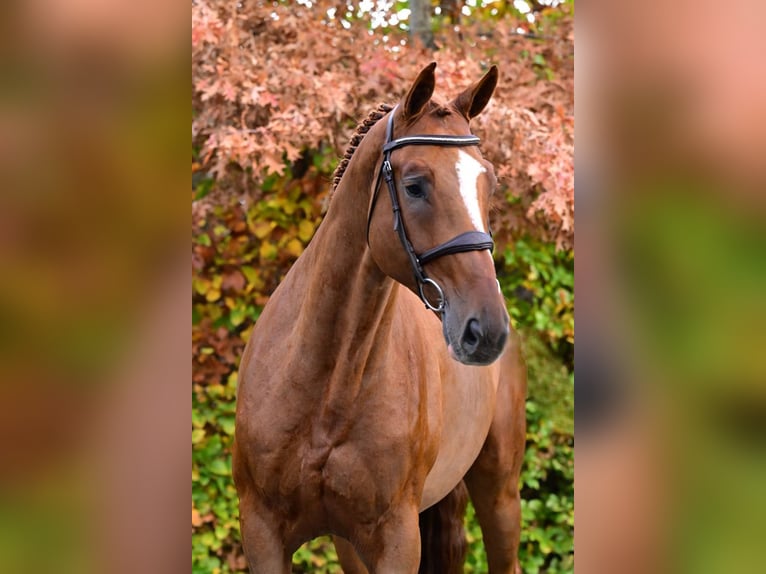 Anglo European Studbook Gelding 5 years 16,1 hh Chestnut-Red in Bladel