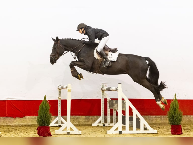 Anglo European Studbook Gelding 5 years 17 hh Bay-Dark in Waddinxveen