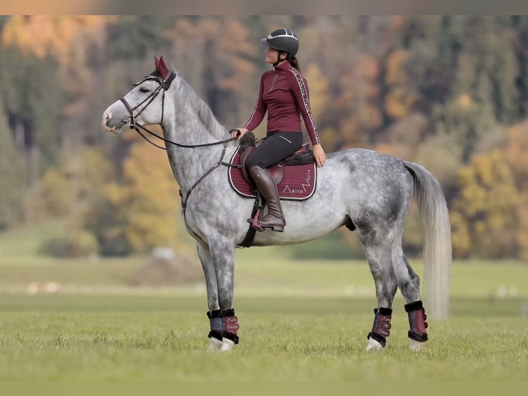 Anglo European Studbook Gelding 5 years 17 hh Grey-Dapple in Schlins