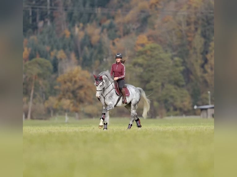Anglo European Studbook Gelding 5 years 17 hh Grey-Dapple in Schlins