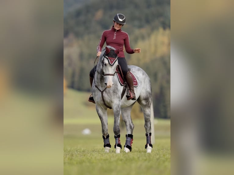 Anglo European Studbook Gelding 5 years 17 hh Grey-Dapple in Schlins