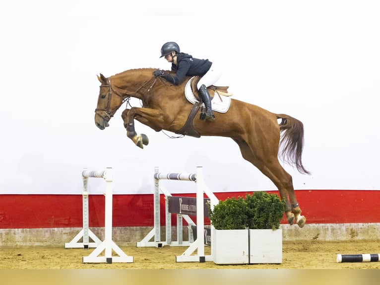 Anglo European Studbook Gelding 5 years 17,1 hh  in Waddinxveen