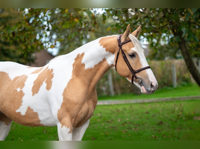 Anglo European Studbook Gelding 6 years 14,1 hh Pinto in GROTE-BROGEL