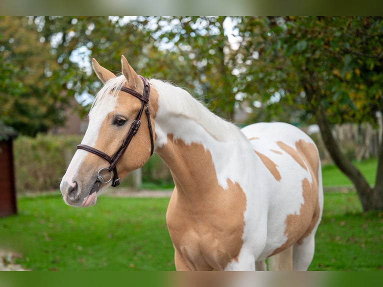 Anglo European Studbook Gelding 6 years 14,1 hh Pinto in GROTE-BROGEL