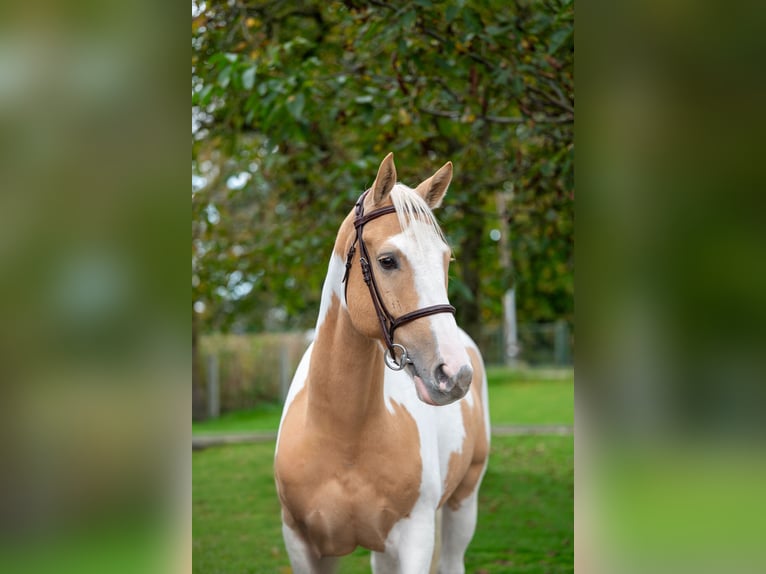 Anglo European Studbook Gelding 6 years 14,1 hh Pinto in GROTE-BROGEL