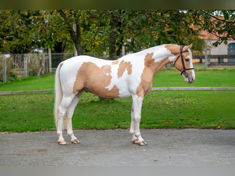 Anglo European Studbook Gelding 6 years 14,1 hh Pinto in GROTE-BROGEL