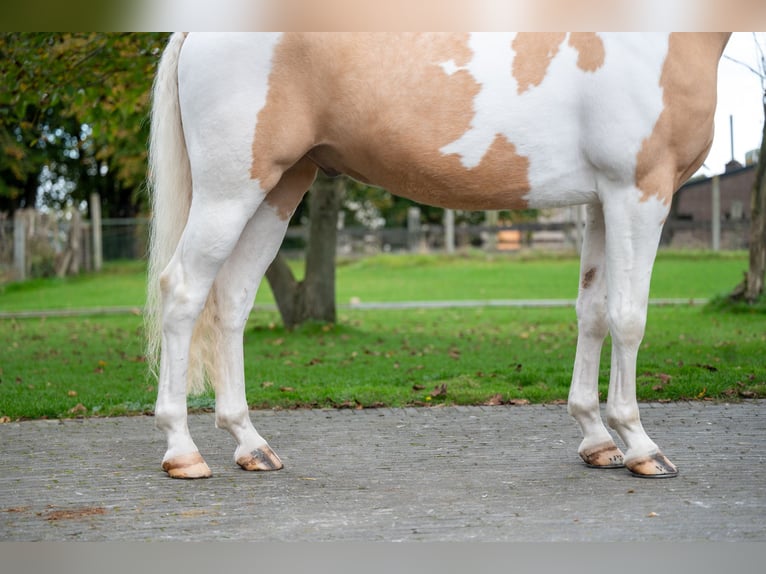 Anglo European Studbook Gelding 6 years 14,1 hh Pinto in GROTE-BROGEL