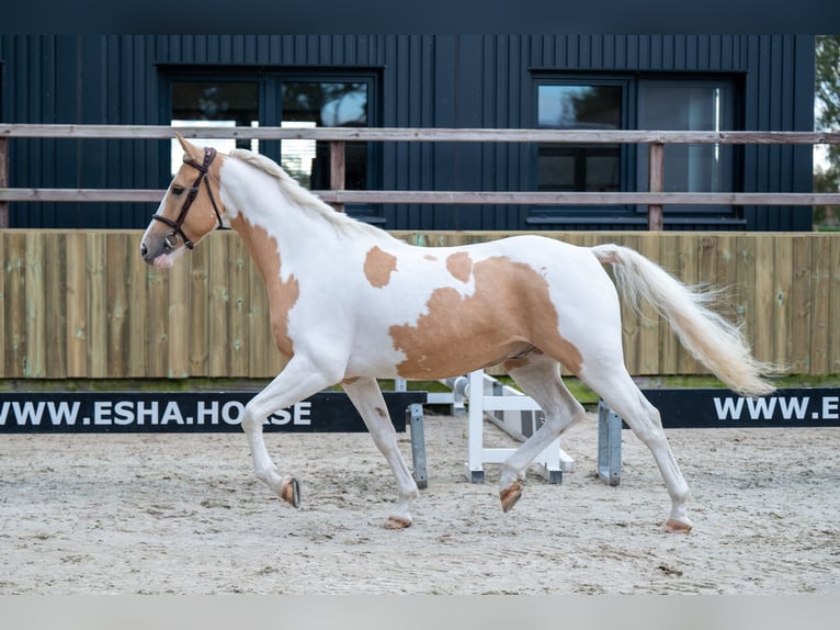 Anglo European Studbook Gelding 6 years 14,1 hh Pinto in GROTE-BROGEL