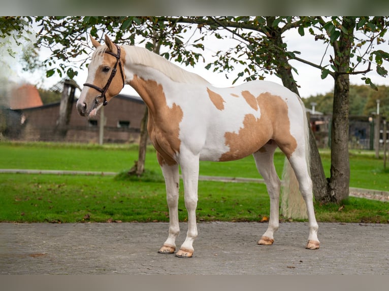 Anglo European Studbook Gelding 6 years 14,1 hh Pinto in GROTE-BROGEL