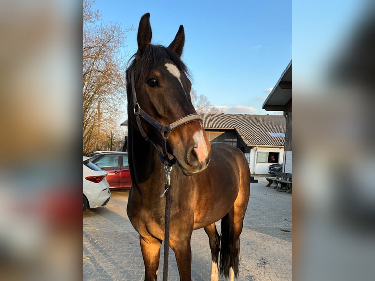 Anglo European Studbook Gelding 6 years 15,3 hh Brown in Breckerfeld