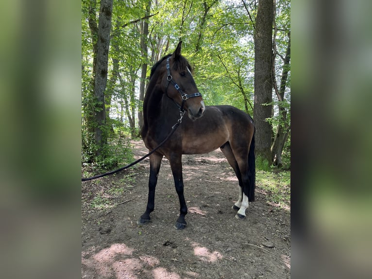 Anglo European Studbook Gelding 6 years 15,3 hh Brown in Breckerfeld