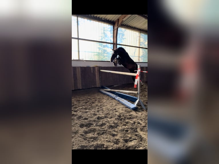 Anglo European Studbook Gelding 6 years 15,3 hh Brown in Breckerfeld