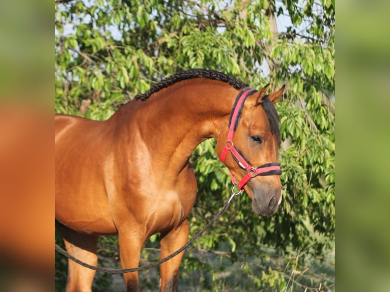 Anglo European Studbook Gelding 6 years 16,1 hh Brown in Baracs