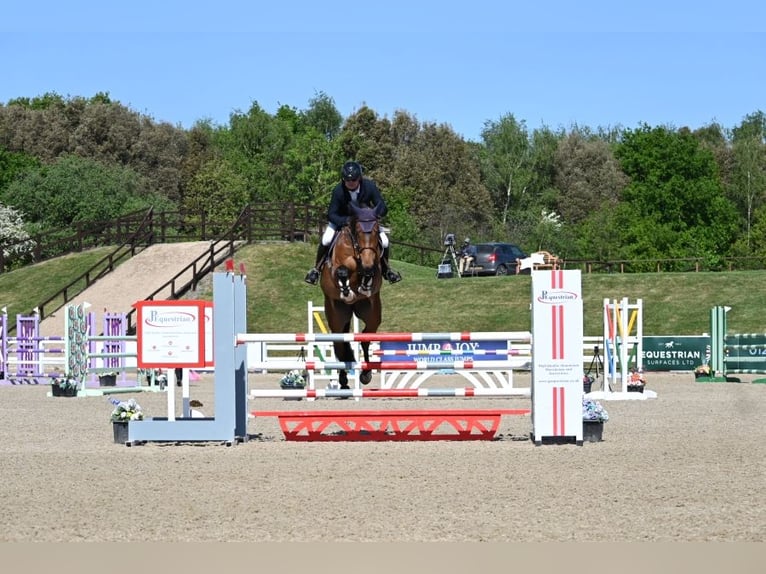 Anglo European Studbook Gelding 6 years 16,2 hh in Walsham le willows