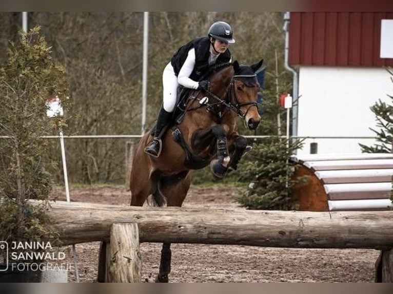 Anglo European Studbook Gelding 6 years 16 hh Brown in Magstadt