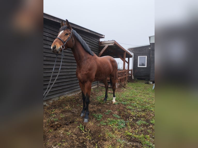 Anglo European Studbook Gelding 6 years 17,2 hh Brown in Vámosszabadi