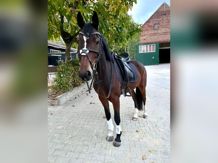 Anglo European Studbook Gelding 7 years 15,2 hh Brown in Dülmen