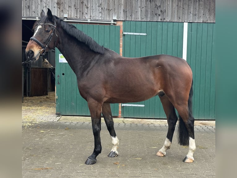 Anglo European Studbook Gelding 7 years 15,2 hh Brown in Dülmen