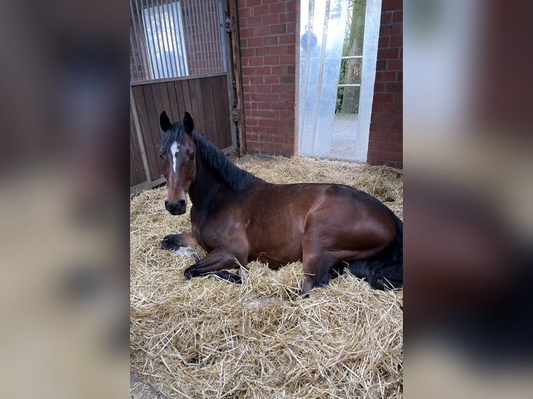 Anglo European Studbook Gelding 7 years 15,2 hh Brown in Dülmen