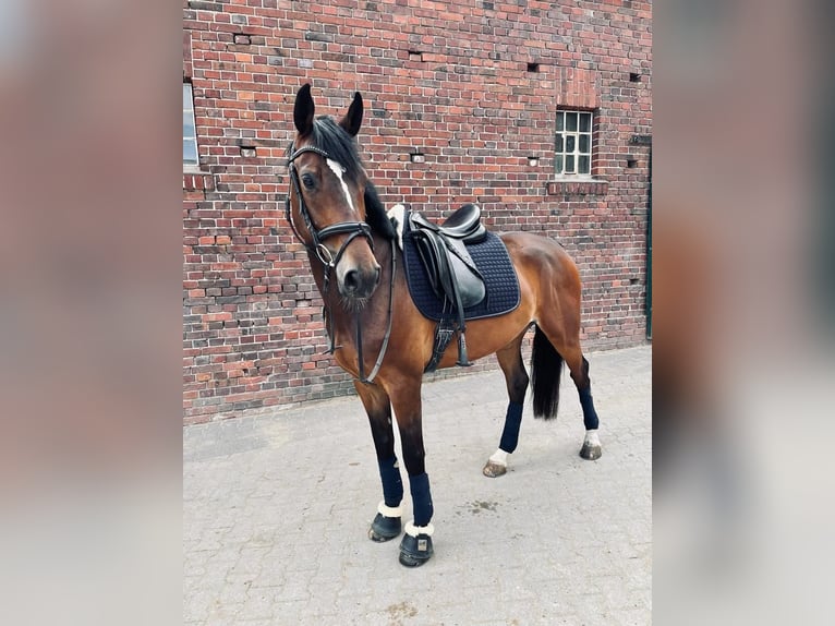 Anglo European Studbook Gelding 7 years 15,2 hh Brown in Dülmen