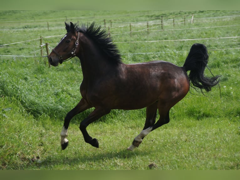 Anglo European Studbook Gelding 7 years 15,2 hh Brown in Dülmen