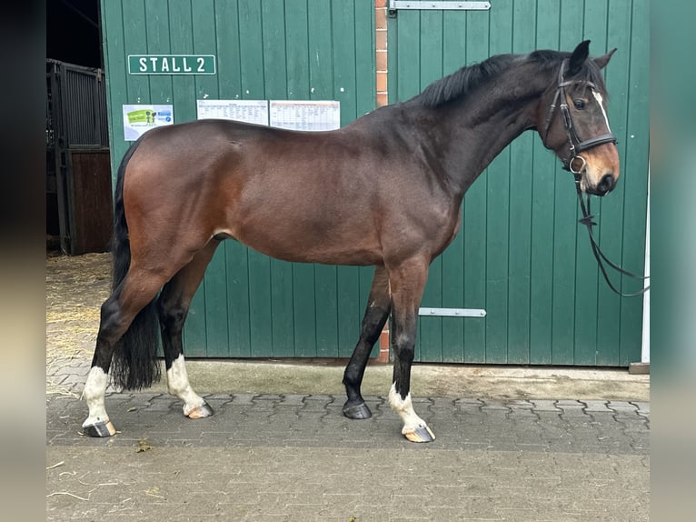 Anglo European Studbook Gelding 7 years 15,2 hh Brown in Dülmen