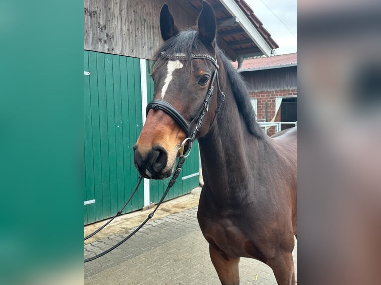 Anglo European Studbook Gelding 7 years 15,2 hh Brown in Dülmen