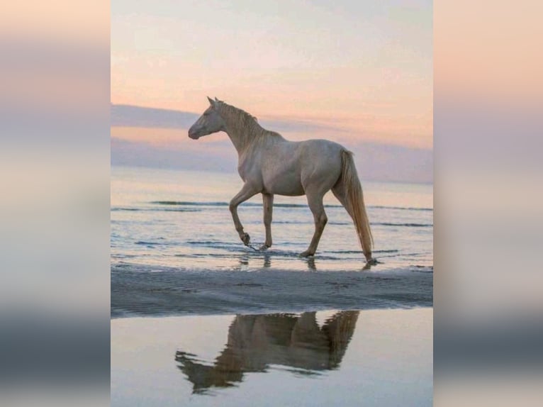 Anglo European Studbook Gelding 7 years 15,2 hh Perlino in Berne