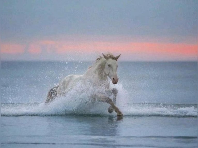 Anglo European Studbook Gelding 7 years 15,2 hh Perlino in Berne