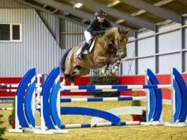 Anglo European Studbook Gelding 7 years 15,3 hh Brown in Waddinxveen