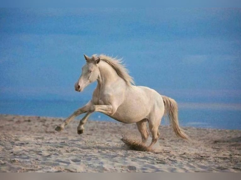 Anglo European Studbook Gelding 7 years 15,2 hh Perlino in Berne