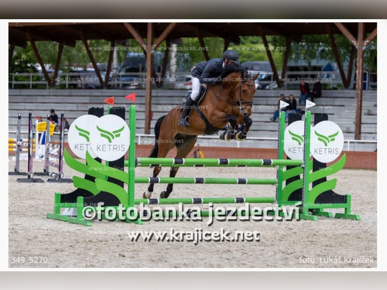 Anglo European Studbook Gelding 7 years 16.2 hh Brown in Schalchham