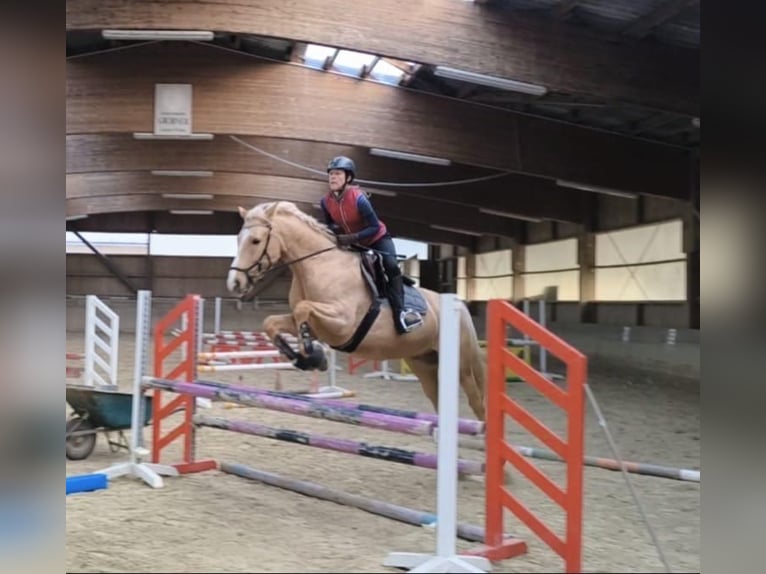 Anglo European Studbook Gelding 7 years 16 hh Palomino in Gralla