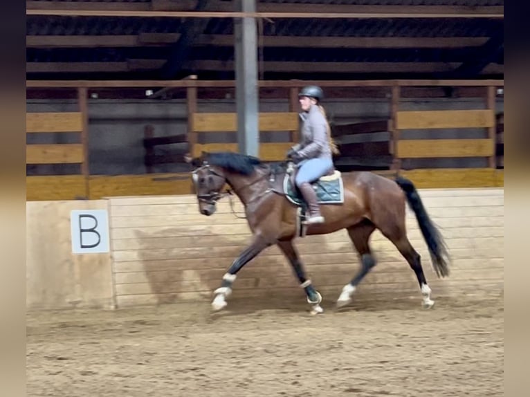 Anglo European Studbook Gelding 7 years 17 hh Bay-Dark in Pelmberg