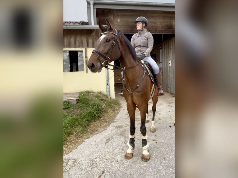 Anglo European Studbook Gelding 7 years 17 hh Bay-Dark in Pelmberg