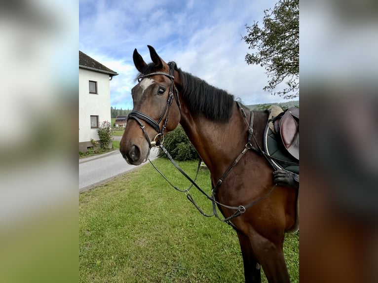 Anglo European Studbook Gelding 7 years 17 hh Bay-Dark in Pelmberg