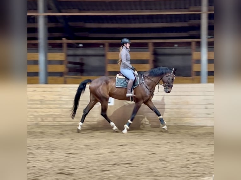Anglo European Studbook Gelding 7 years 17 hh Bay-Dark in Pelmberg