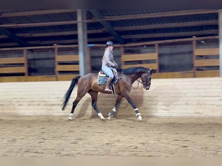 Anglo European Studbook Gelding 7 years 17 hh Bay-Dark in Pelmberg