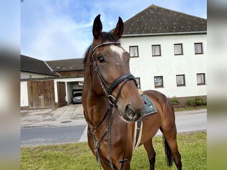 Anglo European Studbook Gelding 7 years 17 hh Bay-Dark in Pelmberg