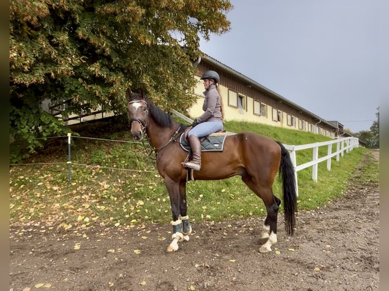 Anglo European Studbook Gelding 7 years 17 hh Bay-Dark in Pelmberg