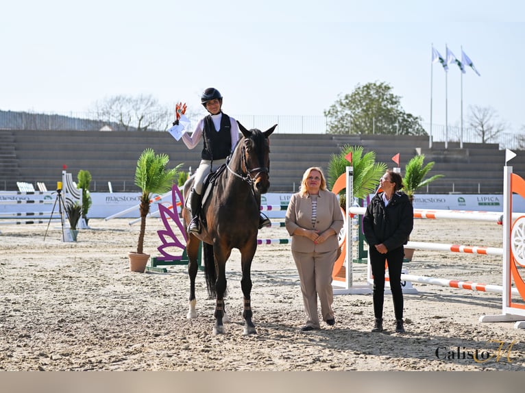 Anglo European Studbook Gelding 7 years 17 hh Bay-Dark in Ljubljana
