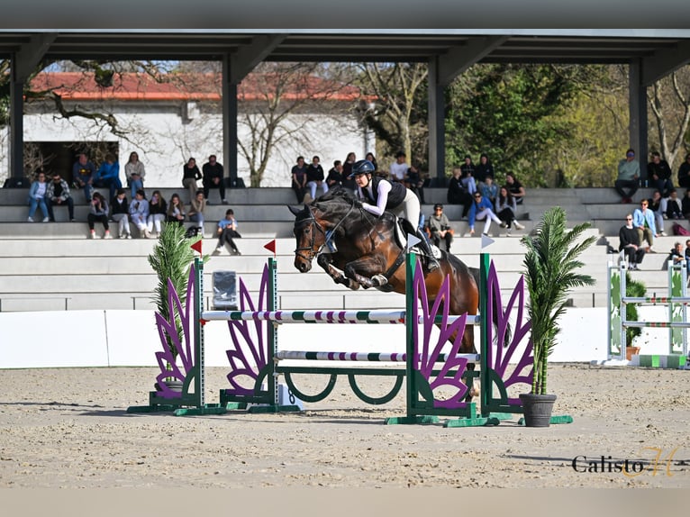 Anglo European Studbook Gelding 7 years 17 hh Bay-Dark in Ljubljana