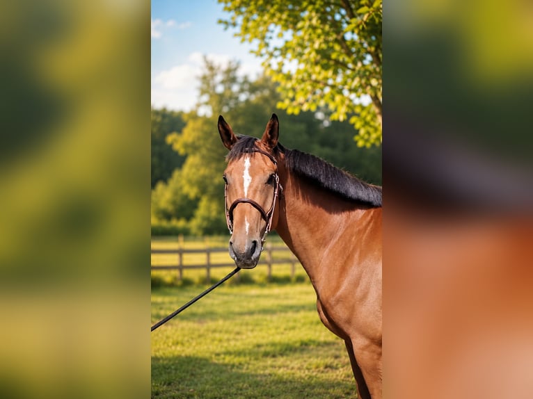Anglo European Studbook Gelding 7 years 17 hh Brown in Ysselsteyn