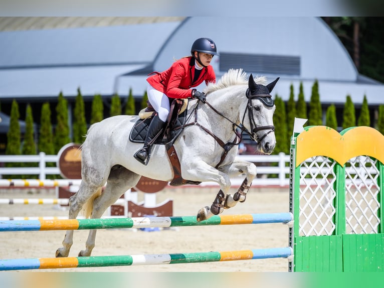 Anglo European Studbook Gelding 7 years in Prienai