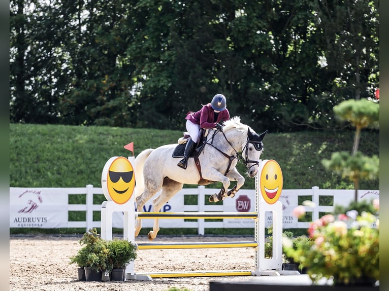 Anglo European Studbook Gelding 7 years in Prienai