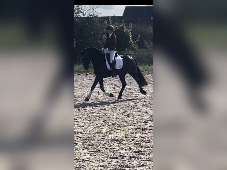 Anglo European Studbook Gelding 8 years 15,3 hh Black in Tilburg