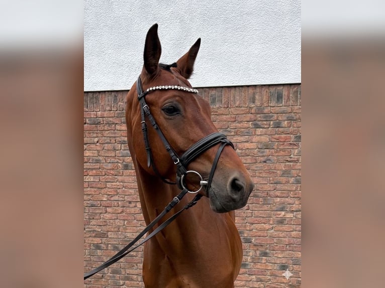 Anglo European Studbook Gelding 8 years 15.3 hh Brown in Niederkassel