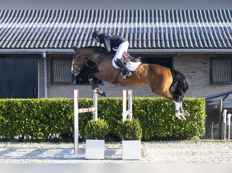 Anglo European Studbook Gelding 8 years 15.3 hh  in Waddinxveen