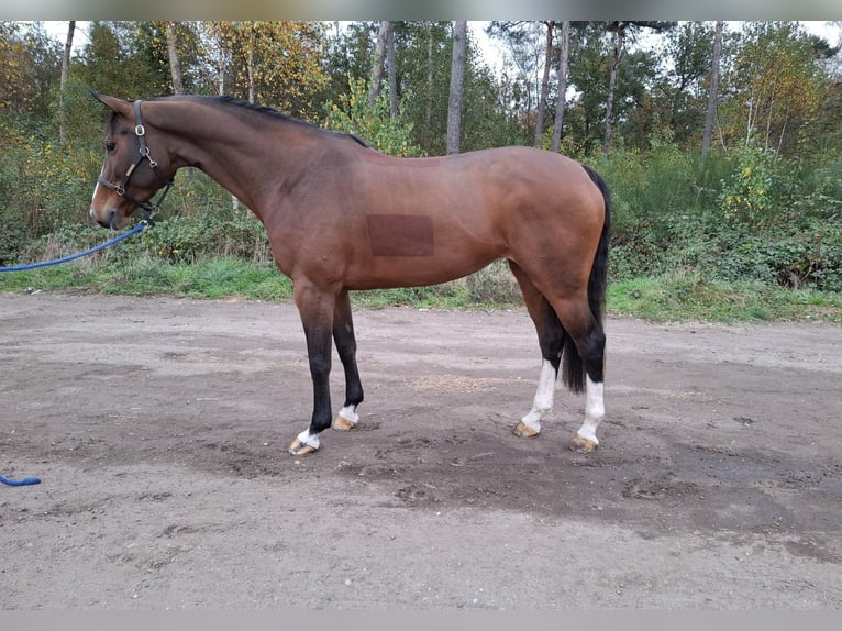 Anglo European Studbook Gelding 8 years 16,1 hh Brown in Asten