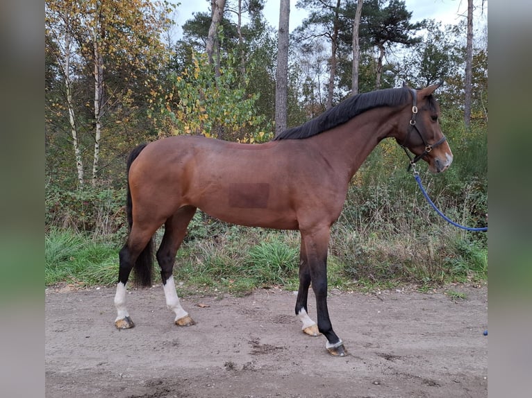 Anglo European Studbook Gelding 8 years 16,1 hh Brown in Asten